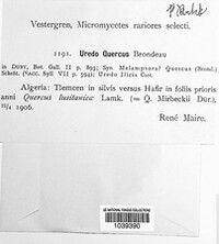 Cronartium quercuum image